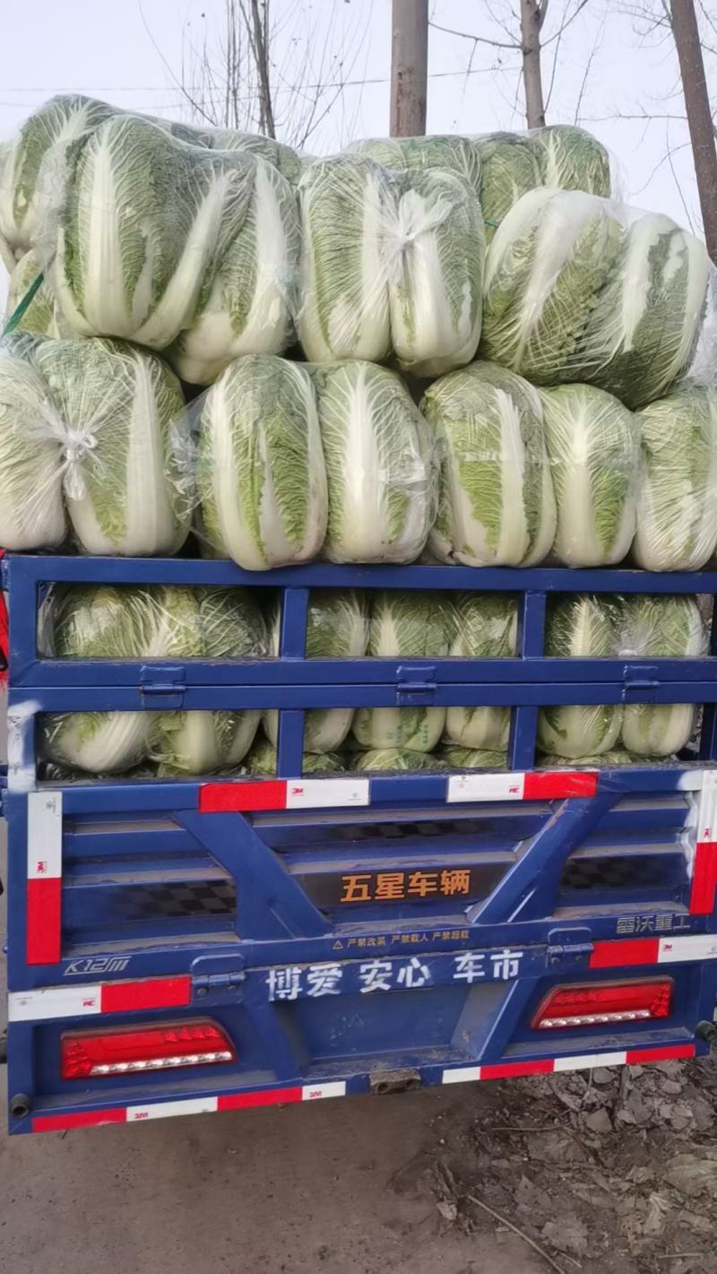 白菜，大量供应，品质保证，商超，加工厂货大量供应，，