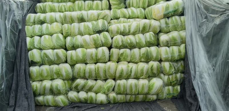 白菜，大量供应，品质保证，商超，加工厂货大量供应，，