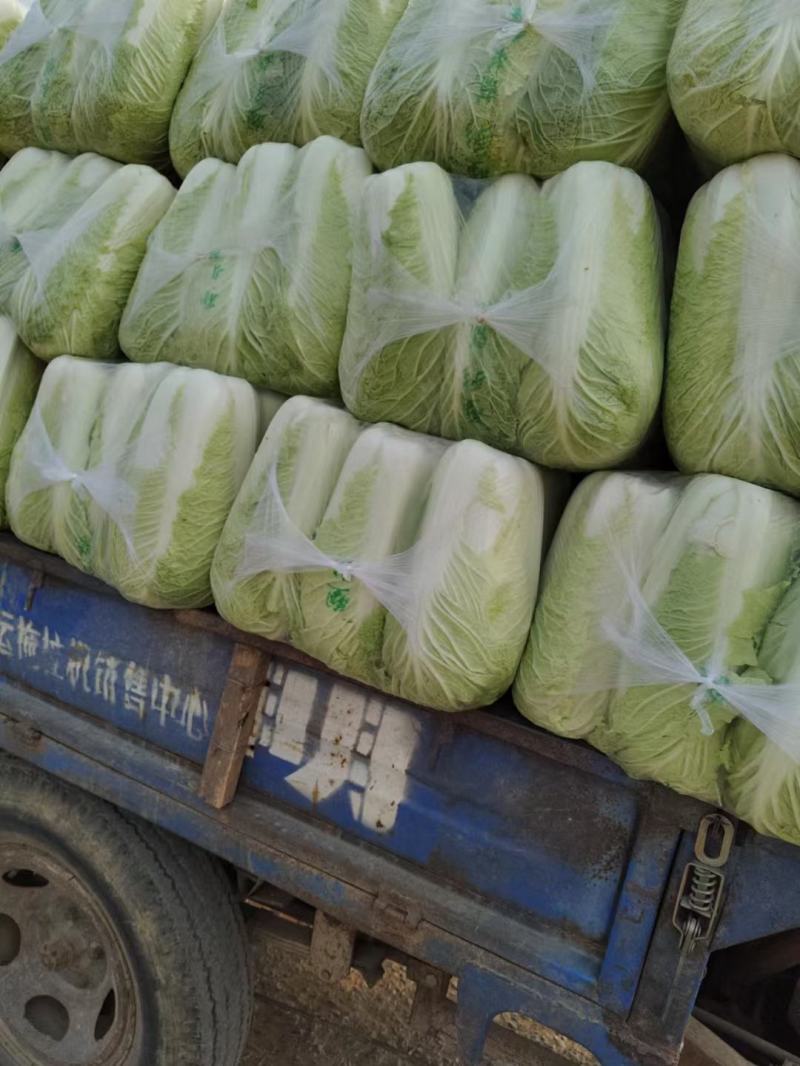 白菜，大量供应，品质保证，商超，加工厂货大量供应，，