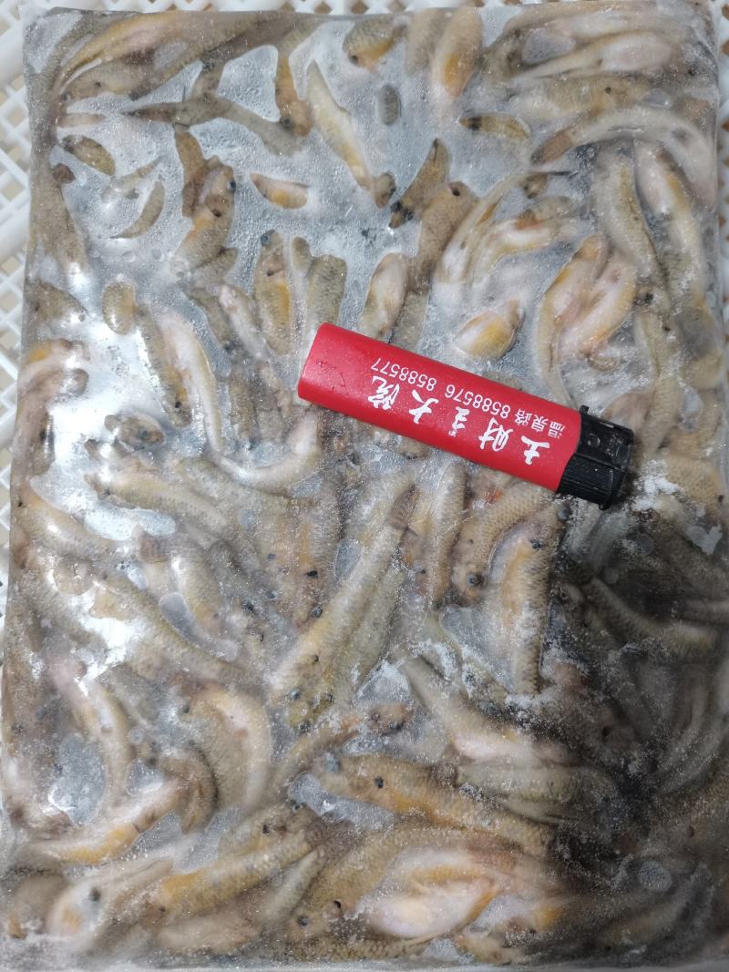 供应大量冷冻山根鱼山坑鱼小黄鱼