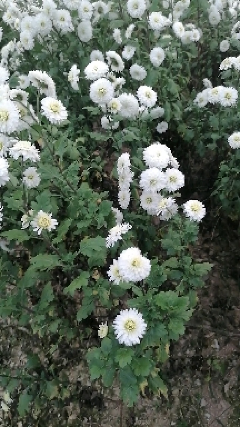 罐装精品贡菊花，皇菊花！（品质可靠，货真价实）