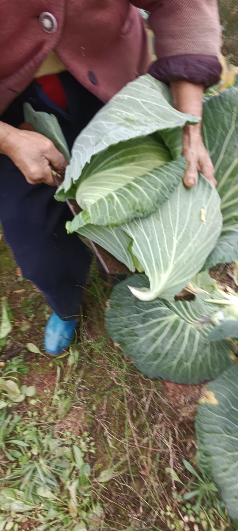 遂宁脆连白上市中