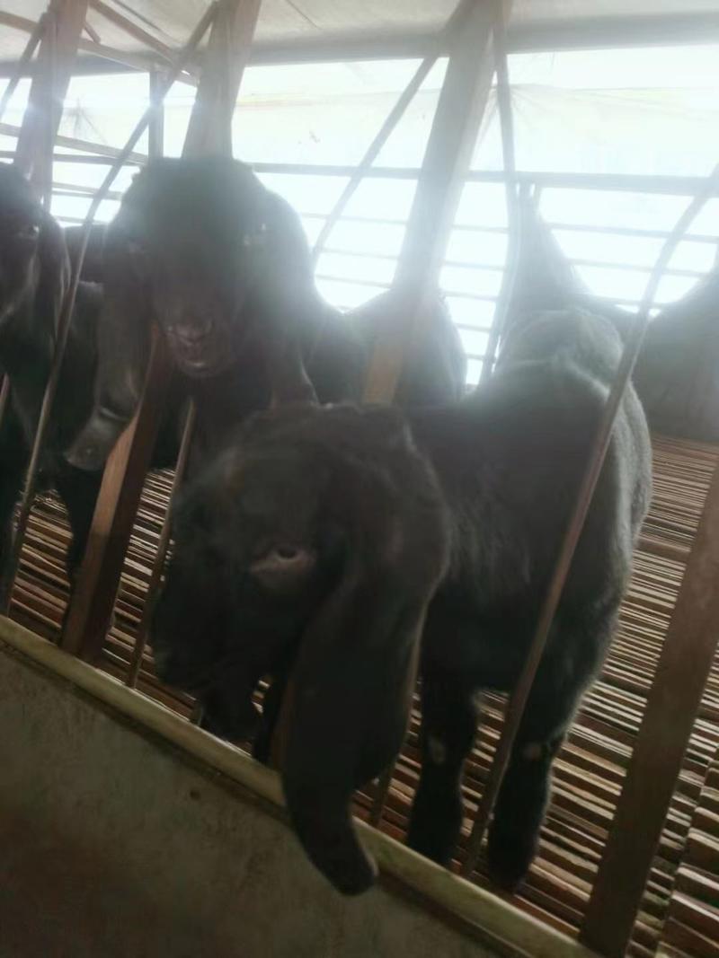 【推荐】小母羊羊羔一手货源体格好可视频看货提供养殖技术