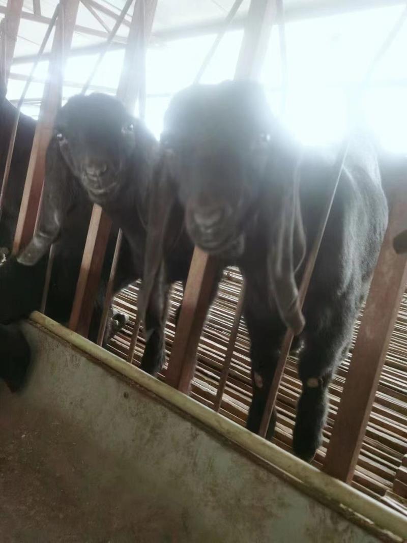 【推荐】小母羊羊羔一手货源体格好可视频看货提供养殖技术