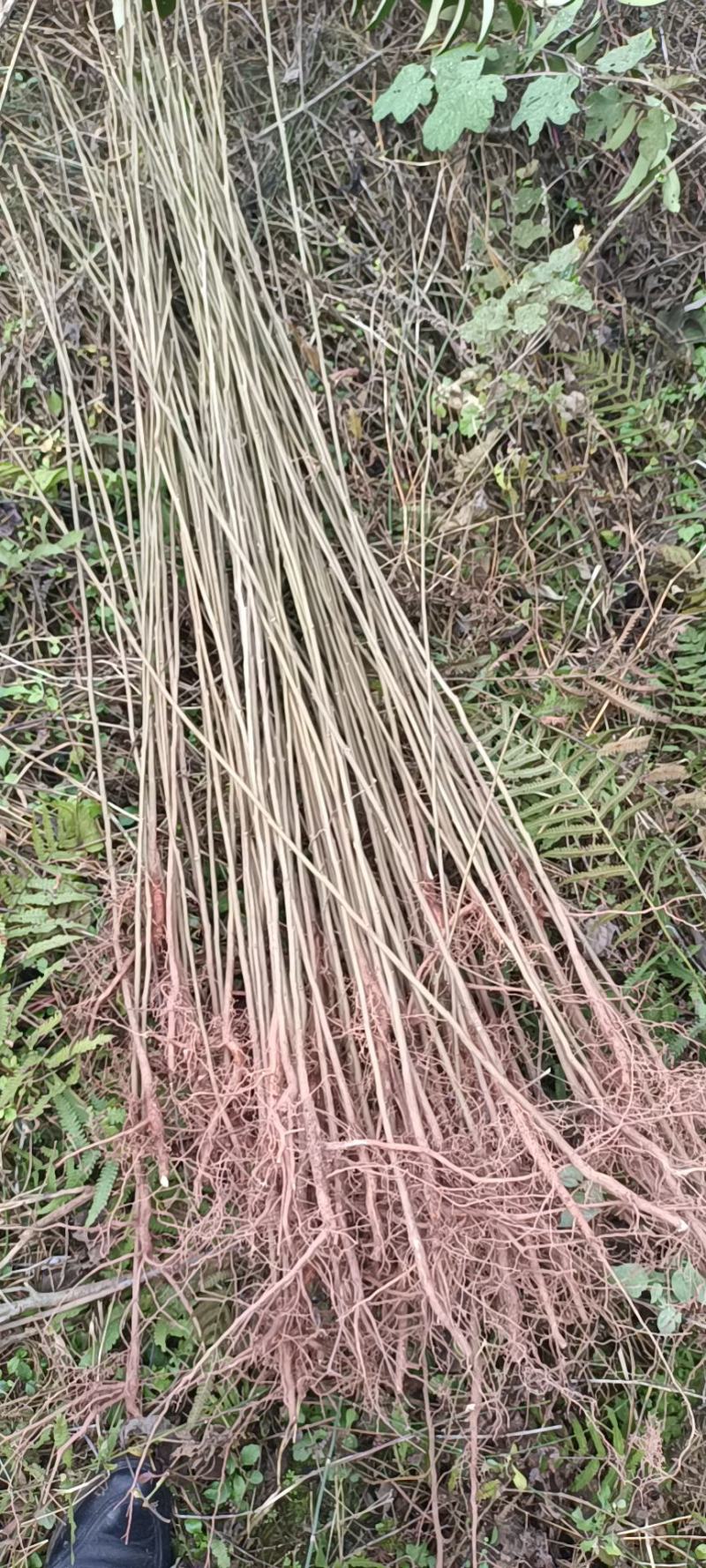 栾树苗
