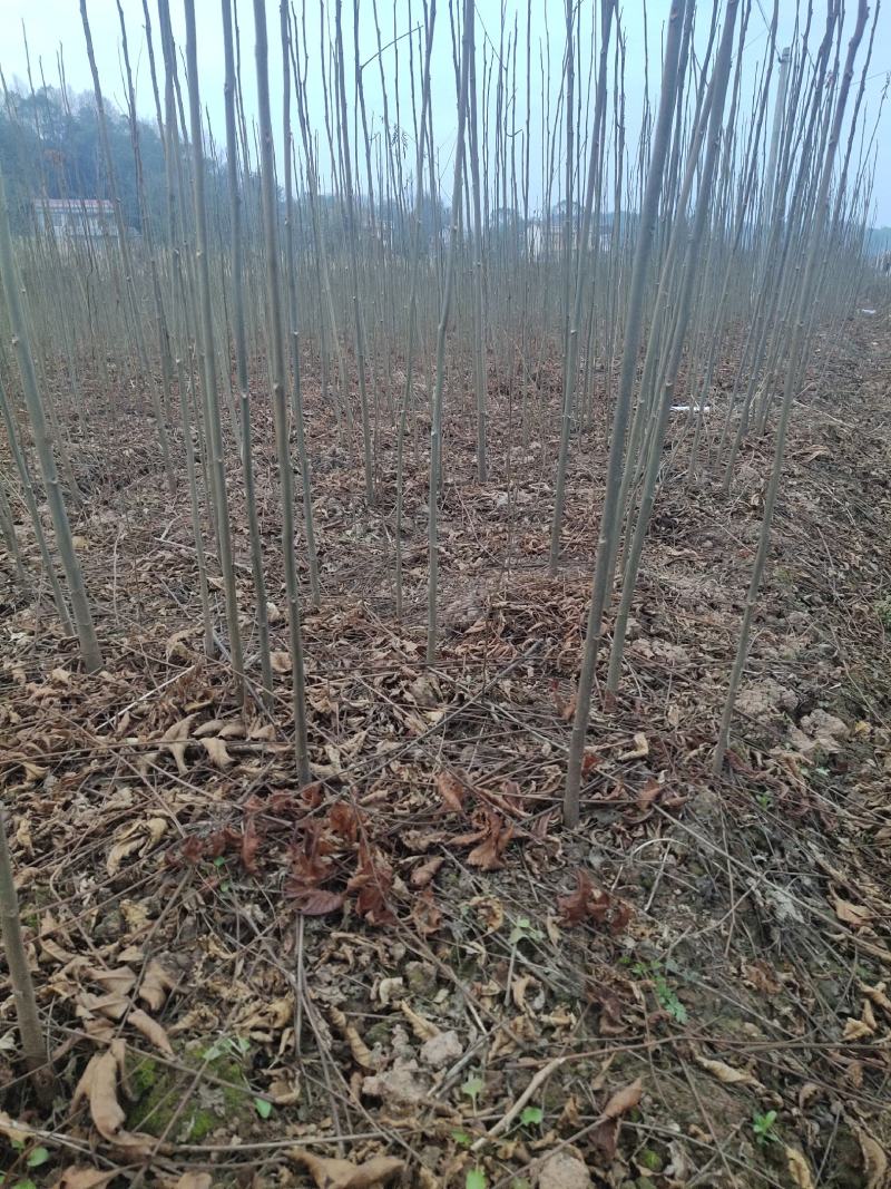 栾树苗