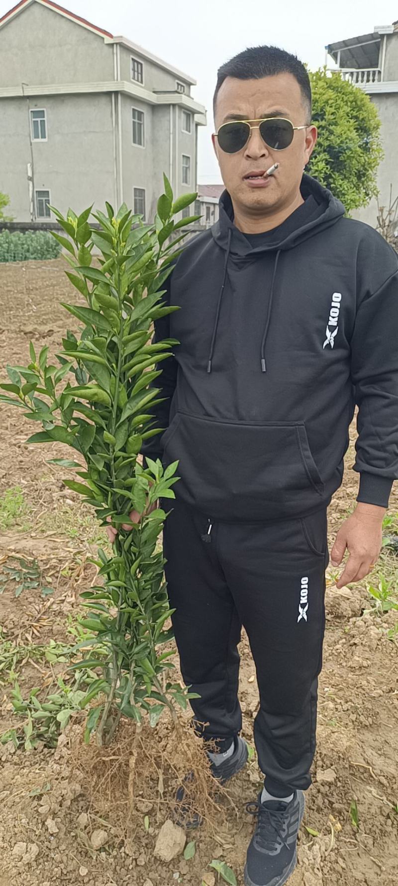 纽荷尔脐橙苗，品种纯，根系好，交通便利，货源充足。
