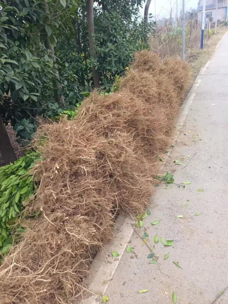 纽荷尔脐橙苗，品种纯，根系好，交通便利，货源充足。