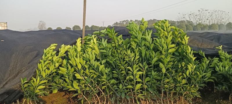 纽荷尔脐橙苗，品种纯，根系好，交通便利，货源充足。