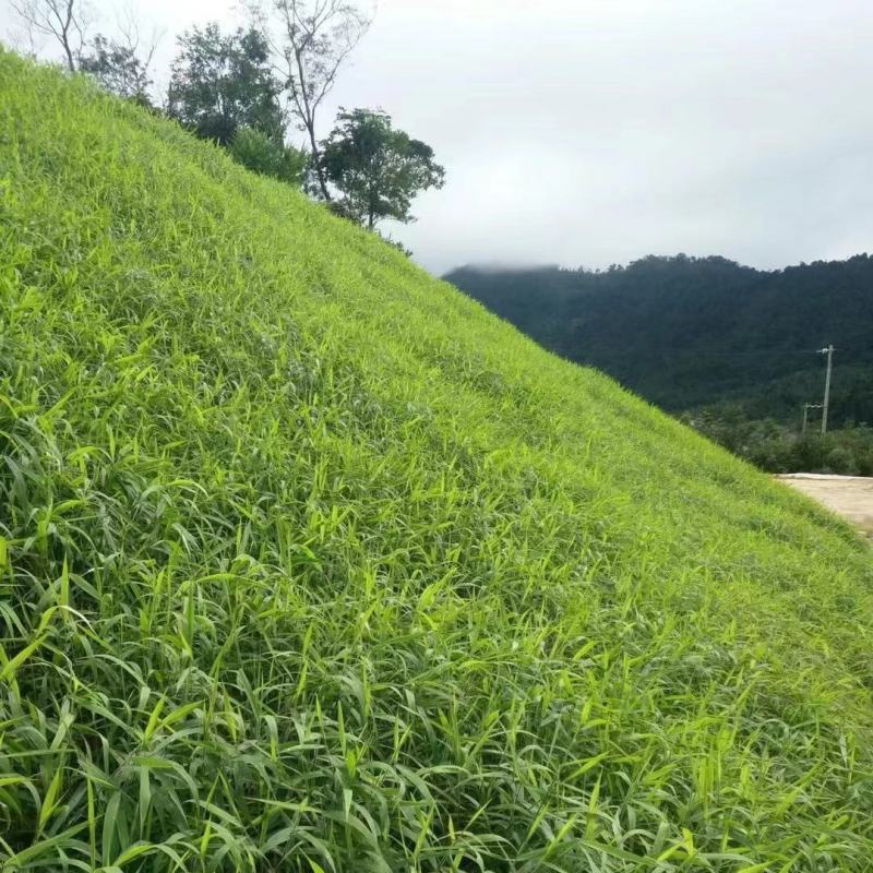 宽叶草种子宽叶雀稗百喜草多年生边坡绿化草子耐热护坡复绿草