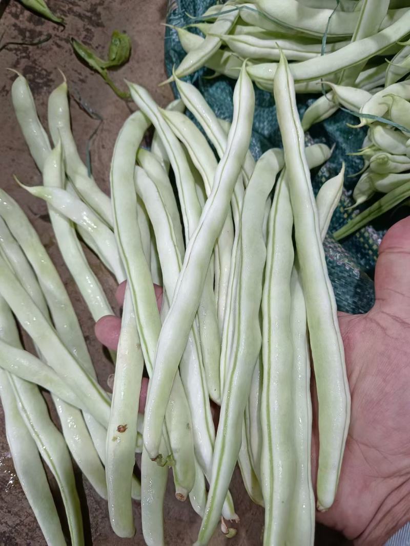 精品朝天椒