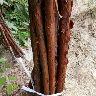 山林野生山木香砖木嫁接棒棒糖红刺根四季花卉苗木盆栽绿化绿