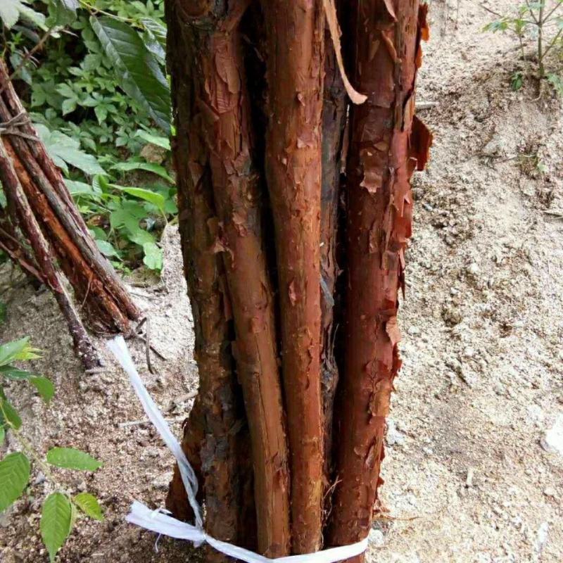 山林野生山木香砖木嫁接棒棒糖红刺根四季花卉苗木盆栽绿化绿