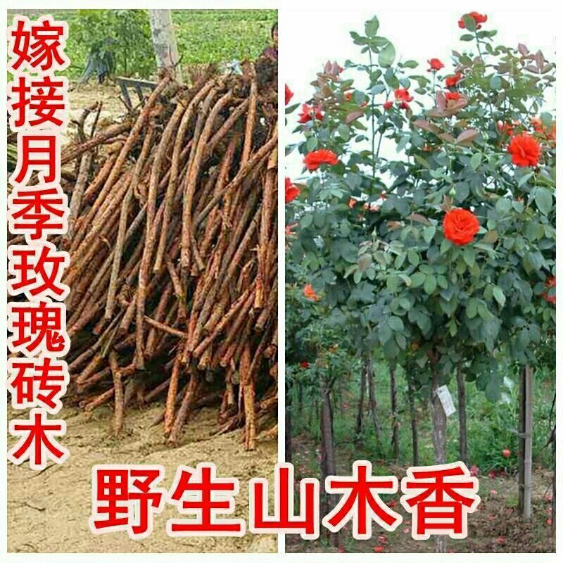 山林野生山木香砖木嫁接棒棒糖红刺根四季花卉苗木盆栽绿化绿