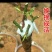 山林野生山木香砖木嫁接棒棒糖红刺根四季花卉苗木盆栽绿化绿