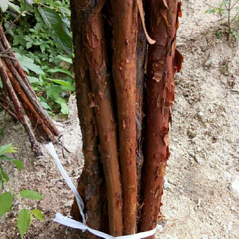 山林野生山木香砖木嫁接棒棒糖红刺根四季花卉苗木盆栽绿化绿