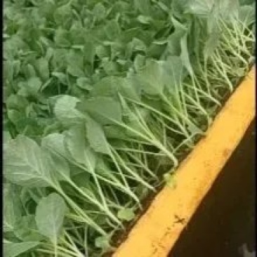 云南铁头甘蓝苗，品种齐全质量保证诚信合作欢迎来电咨询