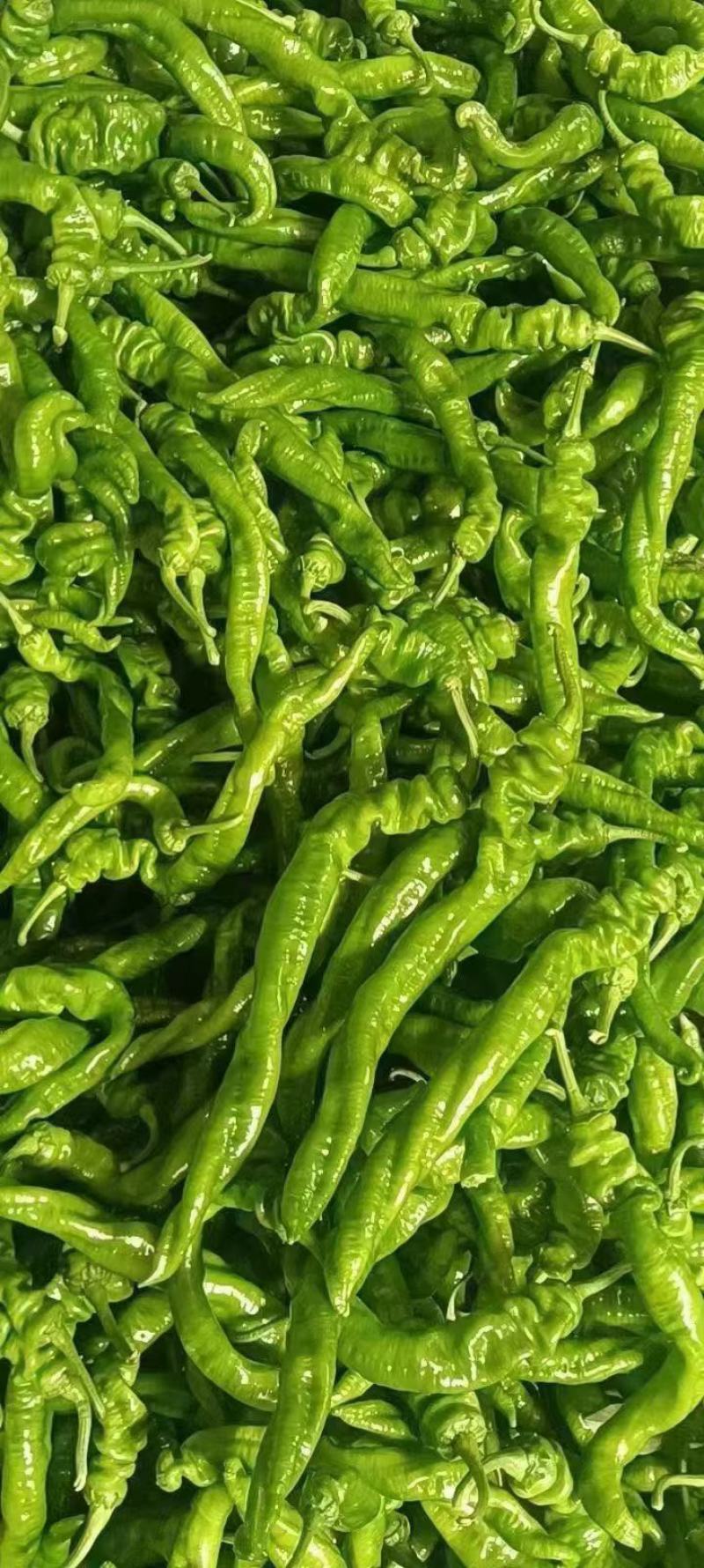 土豆真好，有需要的老板可以下单了