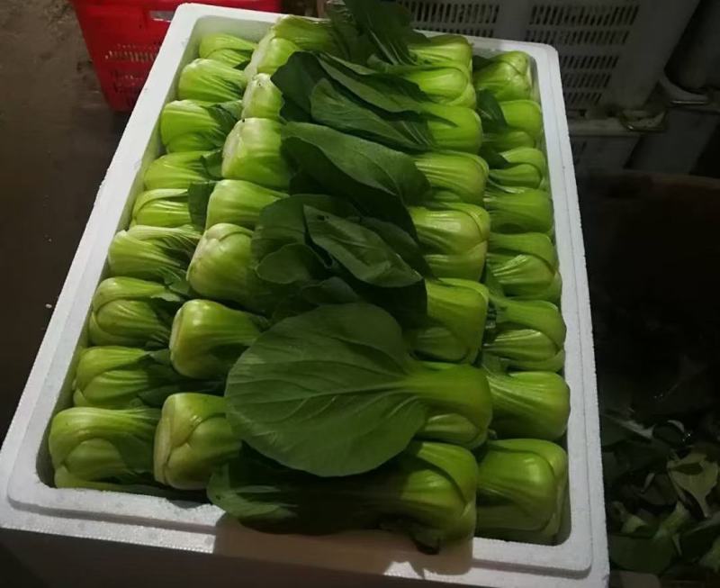土豆真好，有需要的老板可以下单了