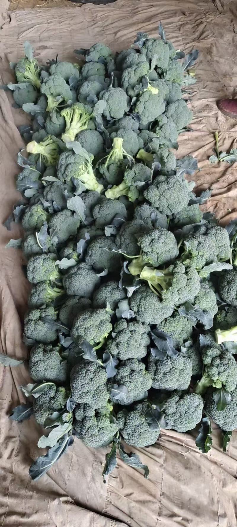 土豆真好，有需要的老板可以下单了