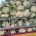 松花菜大量上市,产地发货现挖现发价格实惠,欢迎采购