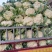 松花菜大量上市,产地发货现挖现发价格实惠,欢迎采购