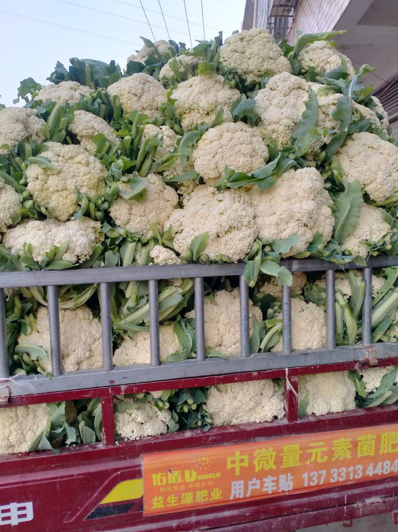 松花菜大量上市，产地发货现挖现发价格实惠，欢迎采购
