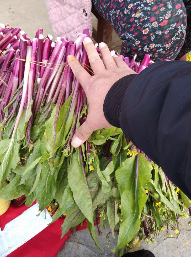 天门有机蔬菜种植基地红菜苔供应中价格便宜诚信经营