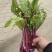 天门有机蔬菜种植基地红菜苔供应中价格便宜诚信经营