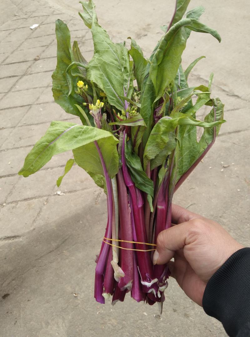 天门有机蔬菜种植基地红菜苔供应中价格便宜诚信经营