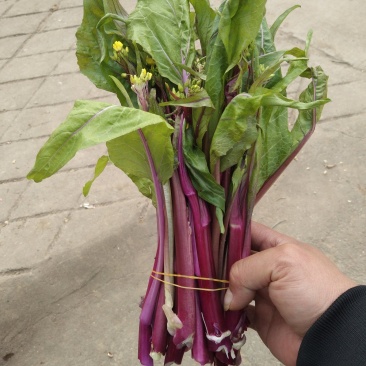 天门有机蔬菜种植基地红菜苔供应中价格便宜诚信经营