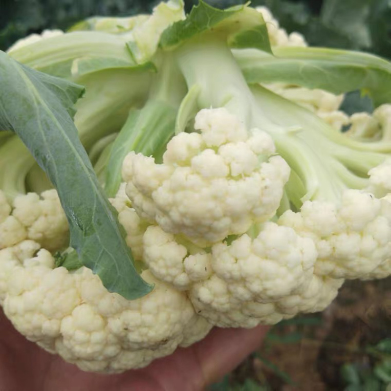 松花菜大量上市，产地发货现挖现发价格实惠，欢迎采购
