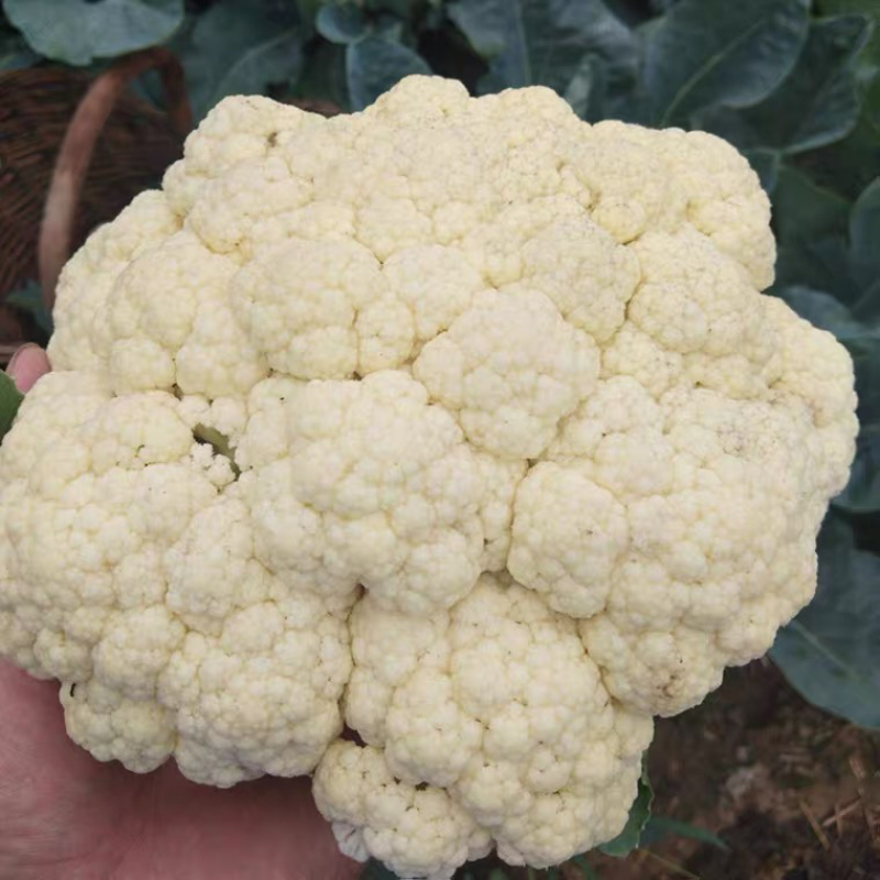 松花菜大量上市，产地发货现挖现发价格实惠，欢迎采购