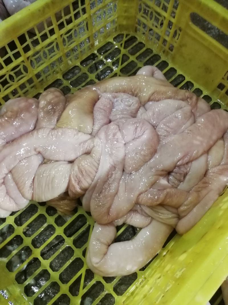 鲜大肠批发