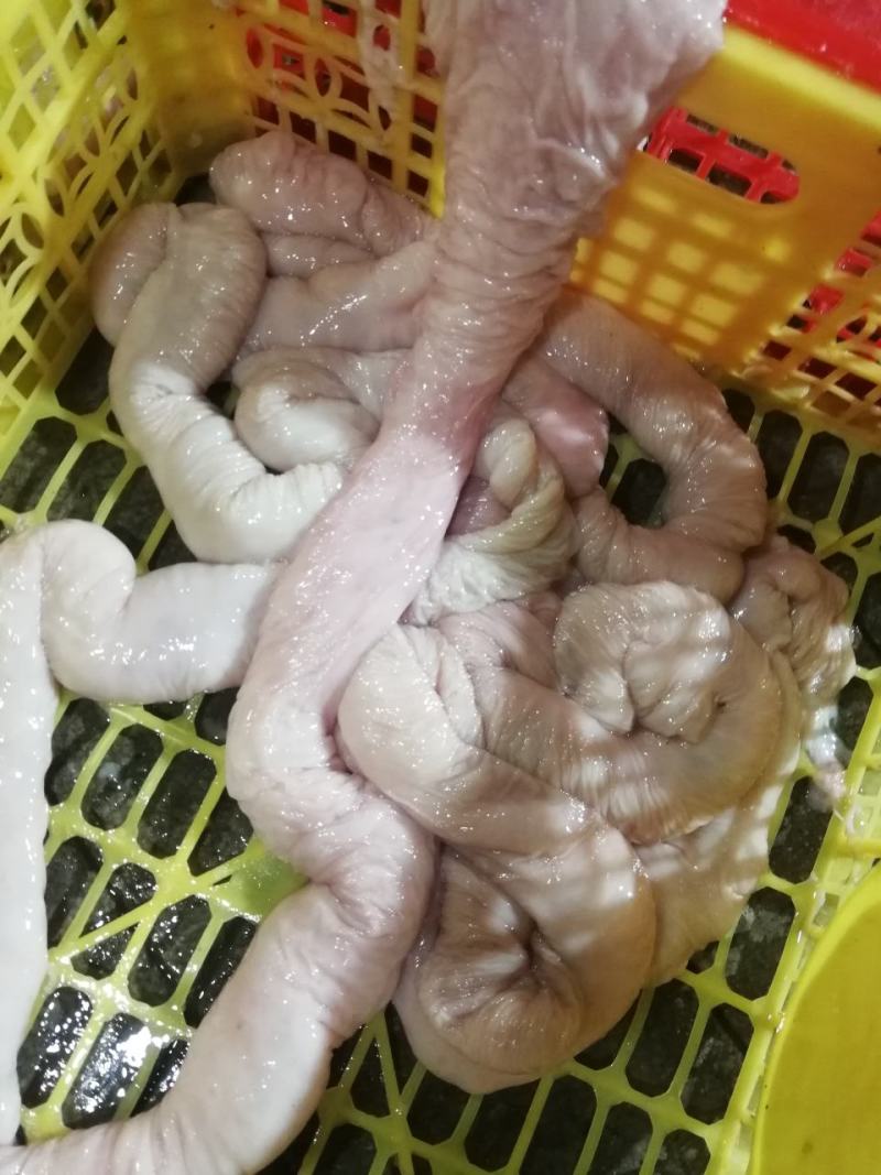 鲜大肠批发