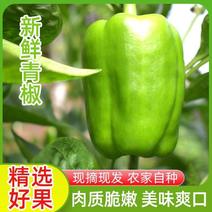 【推荐】产地直发优质太空椒绿椒，一手货源欢迎订购