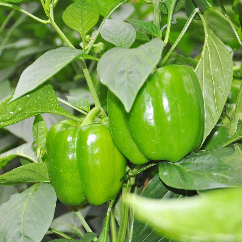 【推荐】产地直发优质太空椒绿椒，一手货源欢迎订购