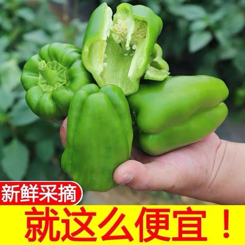 【推荐】产地直发优质太空椒绿椒，一手货源欢迎订购