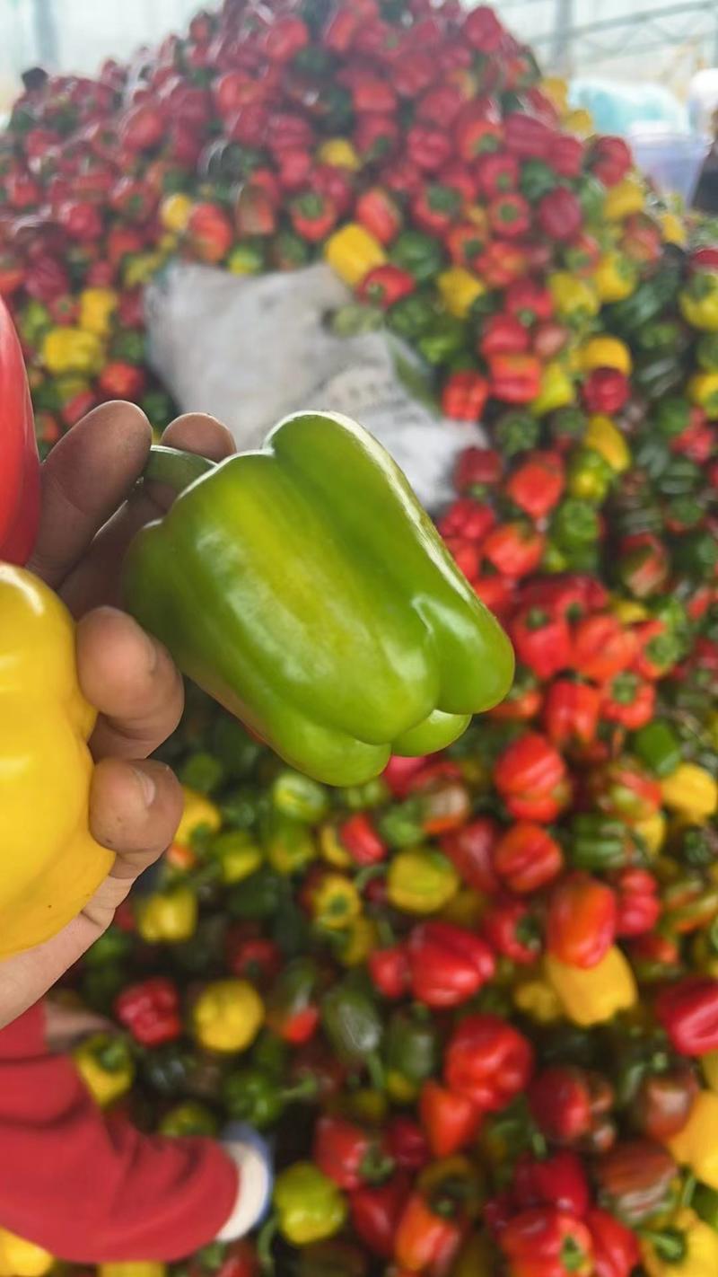 【实力】精品红椒大量有货太空椒欢迎全国客户订购