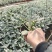 银叶菊，有大杯，小杯的，质量优，价格便宜，作绿化，盆花都
