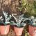 银叶菊，有大杯，小杯的，质量优，价格便宜，作绿化，盆花都