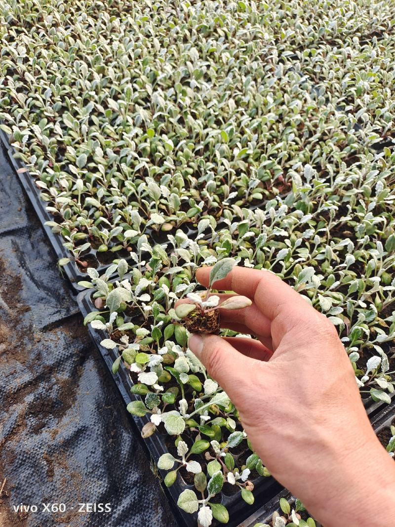 银叶菊，有大杯，小杯的，质量优，价格便宜，作绿化，盆花都