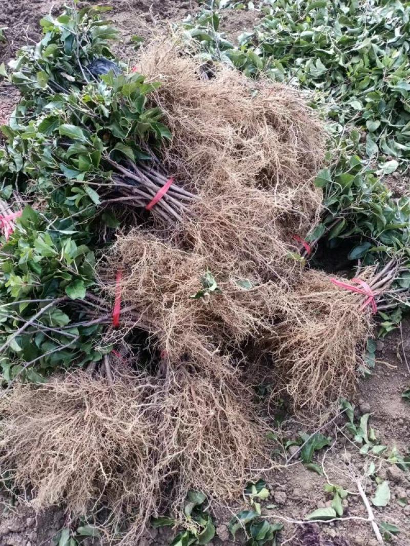 大量批发。水杨桃苗。各种。成品猕猴桃苗猕猴桃实生苗。