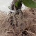 大量批发。水杨桃苗。各种。成品猕猴桃苗猕猴桃实生苗。