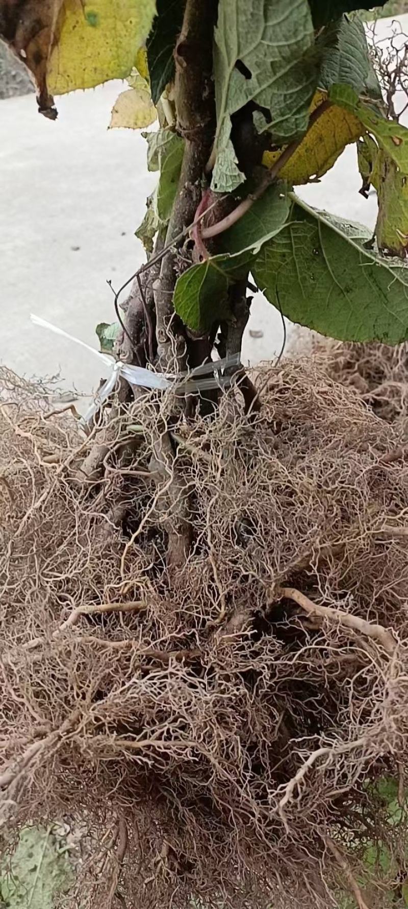 大量批发。水杨桃苗。各种。成品猕猴桃苗猕猴桃实生苗。