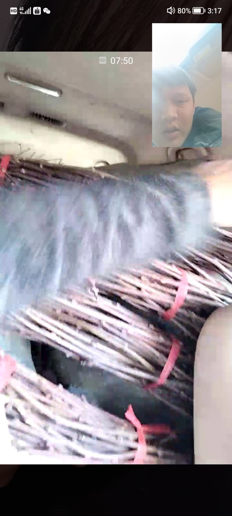 猕猴桃嫁接枝条。翠香。金福瑞玉。