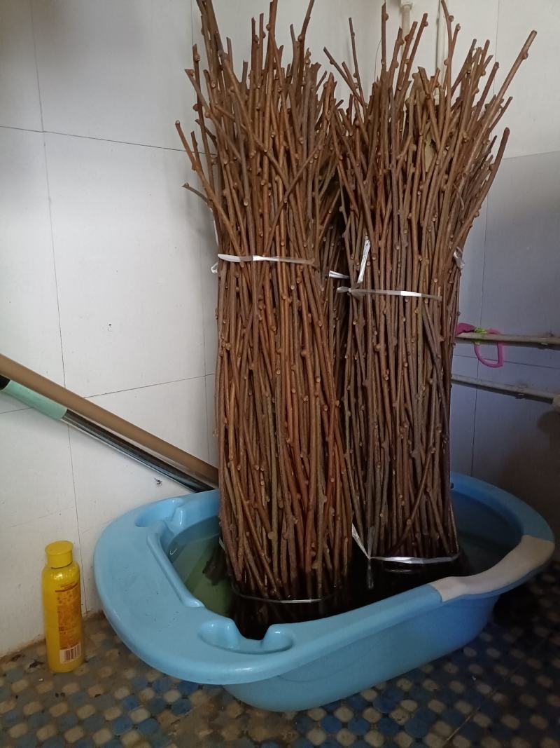 猕猴桃嫁接枝条。翠香。金福瑞玉。