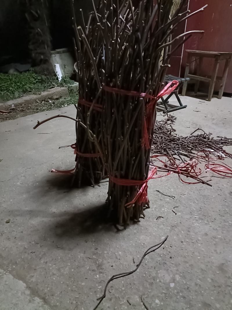 猕猴桃嫁接枝条。翠香。金福瑞玉。