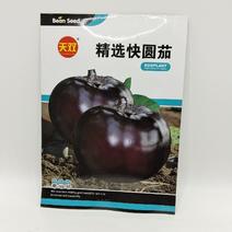 （推荐）圆茄种子快园茄早熟品质优产量稳定