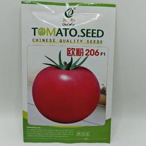 （推荐）粉果番茄种子欧粉206无限生长型大果型品质优